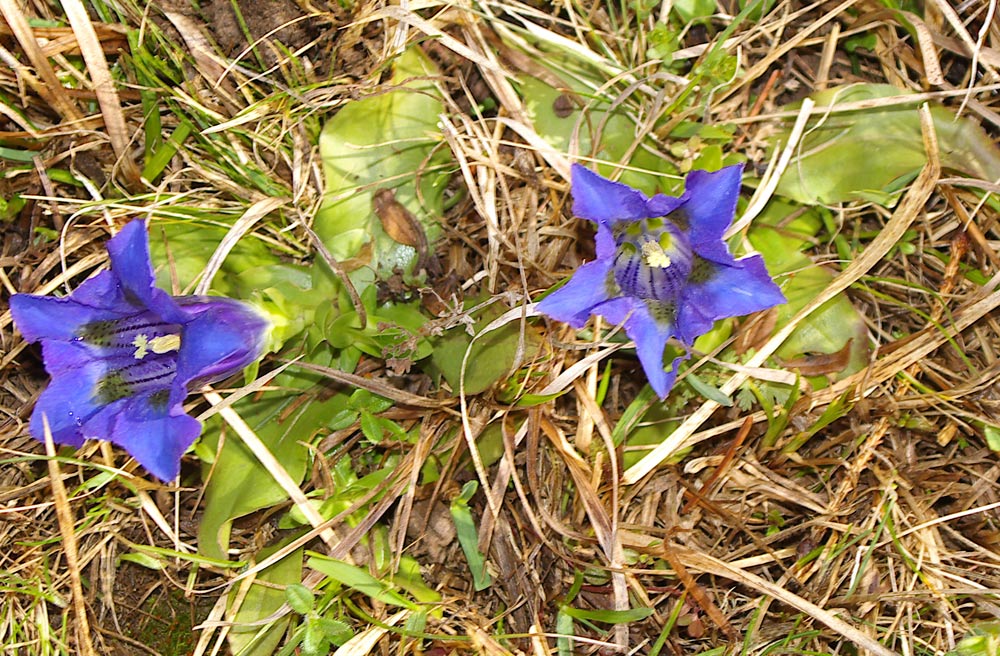 Gentiana acaulis (=kochiana) / Genziana di Koch